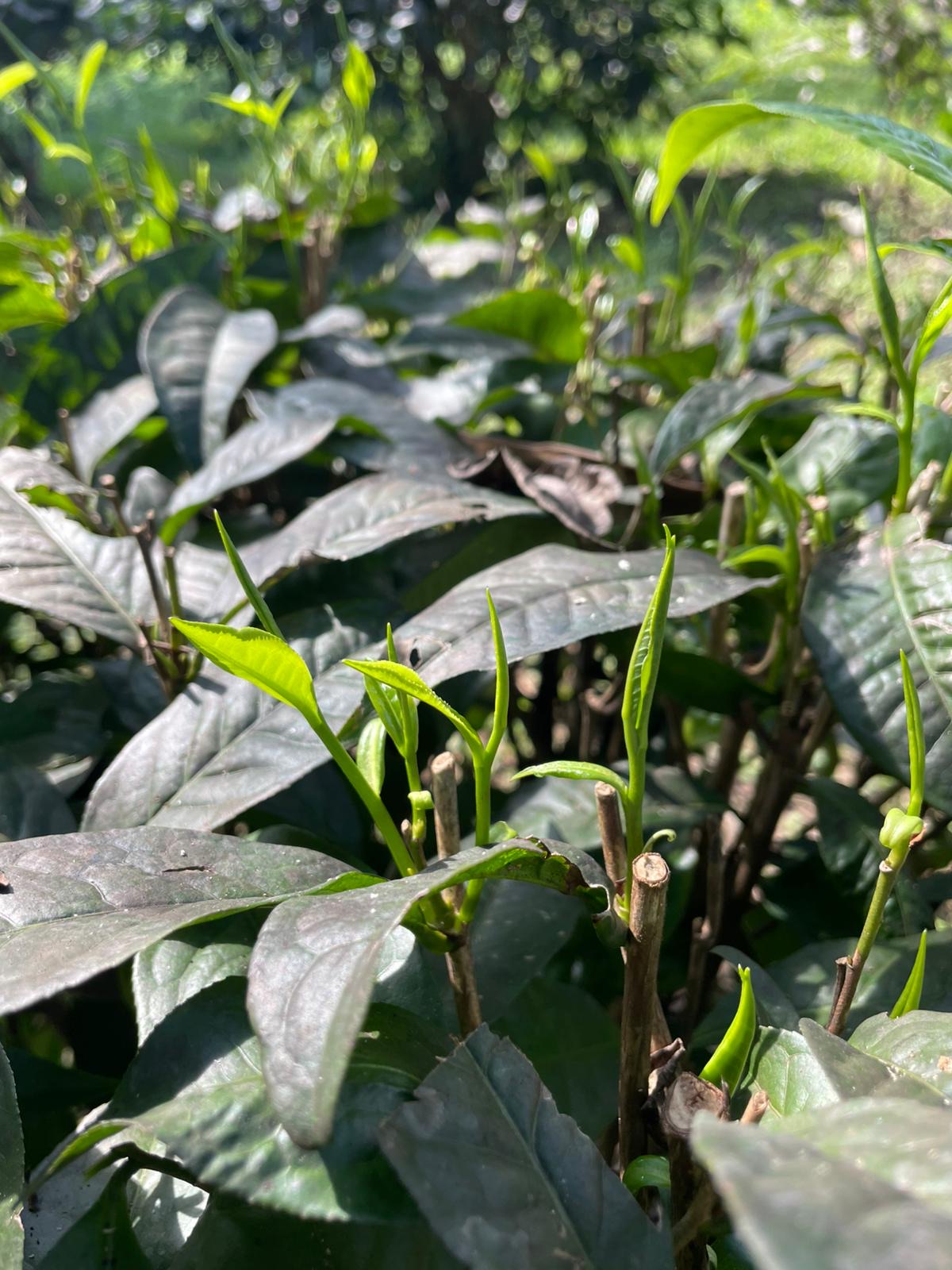 4EDA8800-FB14-4306-B9F3-30BC024C120D