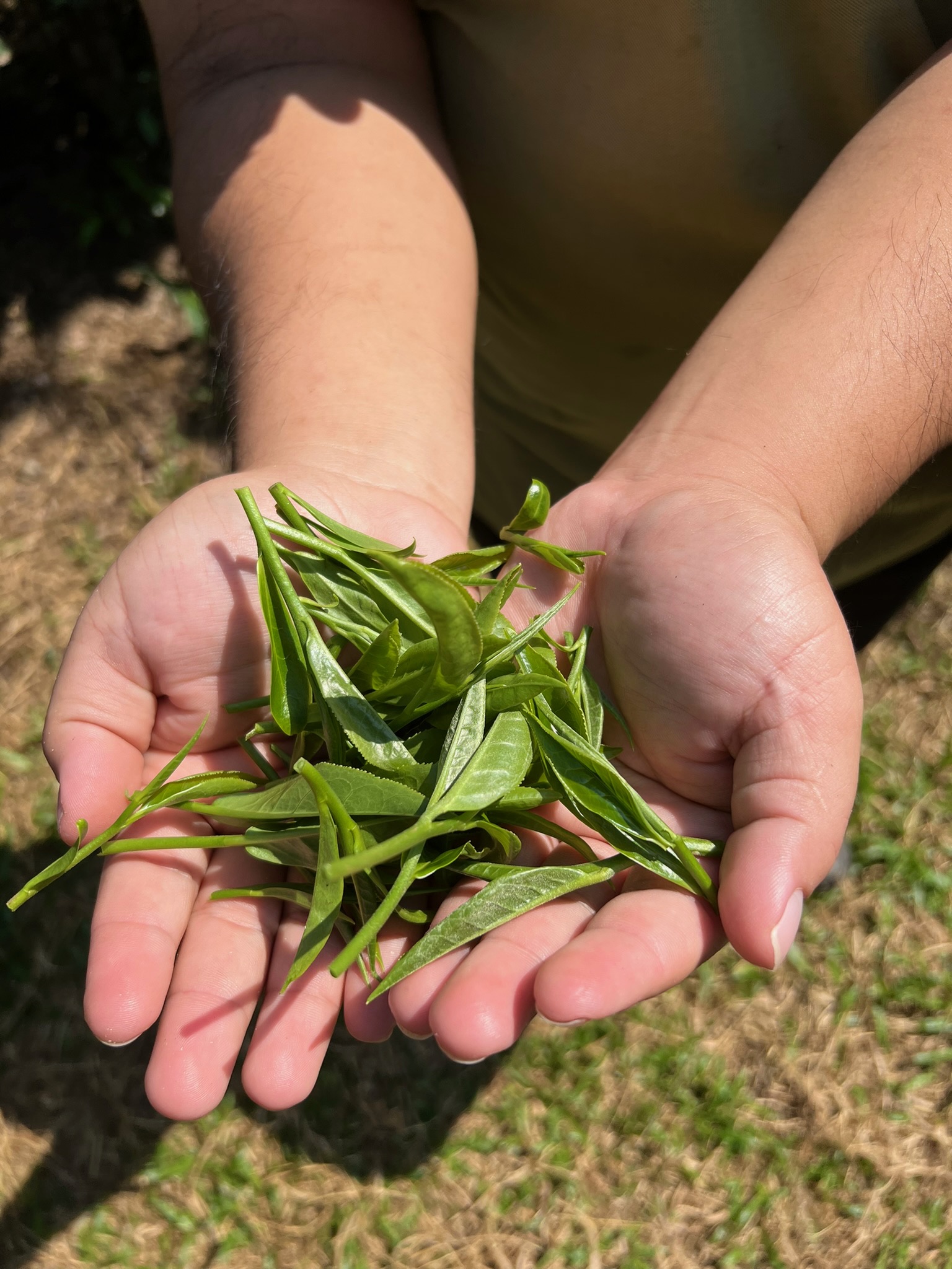 visita de té en Chiang Mai