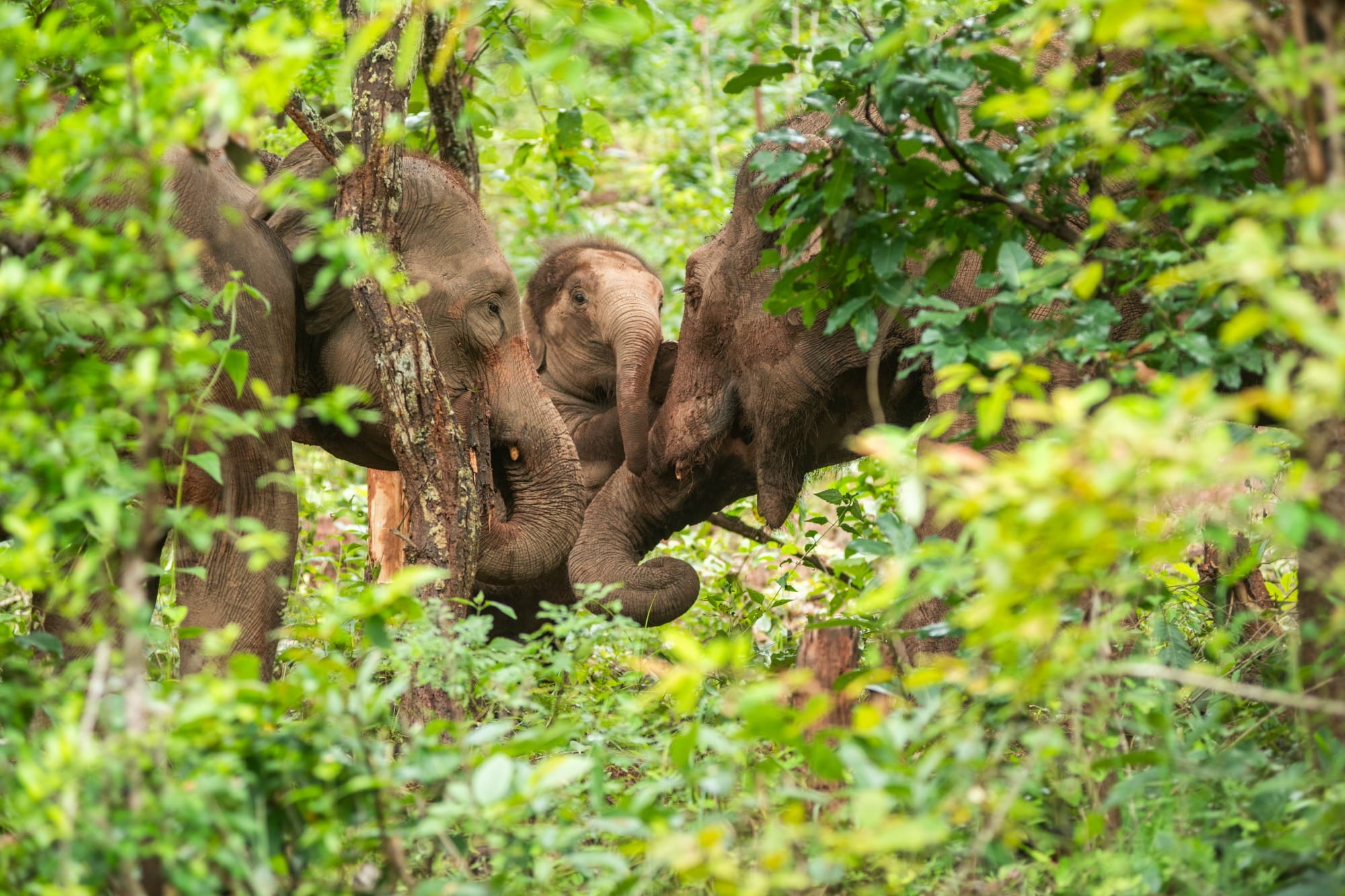 PhotoCreditAlexVanhee8360 (2) - Kindred Spirit Elephant Sanctuary