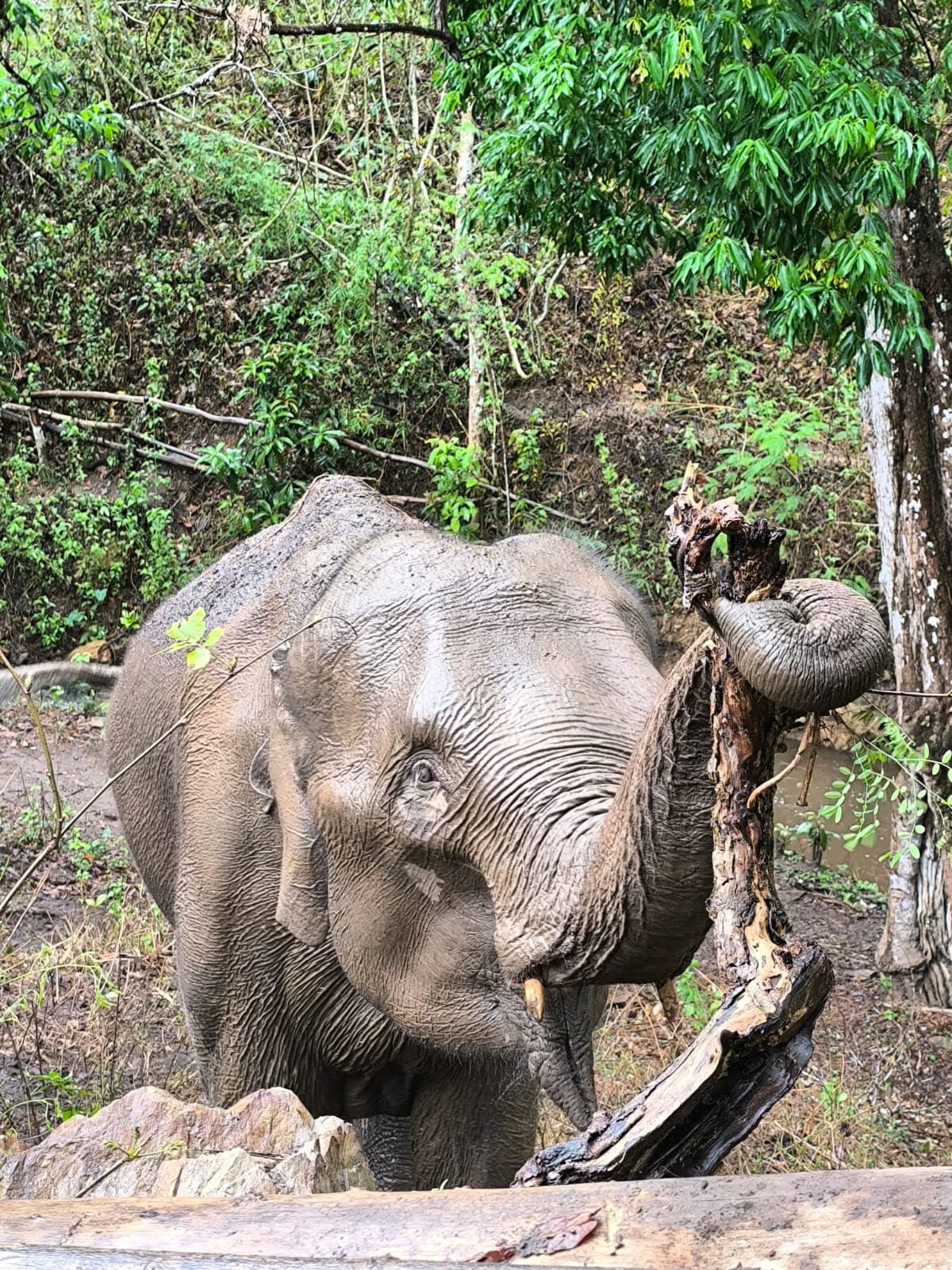 WhatsApp Image 2025-04-22 at 16.51.01_f6ccaf9b - Kindred Spirit Elephant Sanctuary